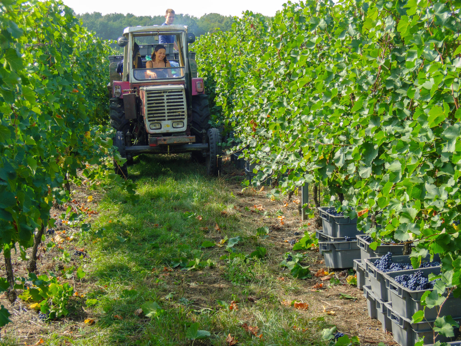 Laurent Perrier - Tradition und Moderne
